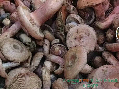 人工種植松乳菇 人工種植松乳菇